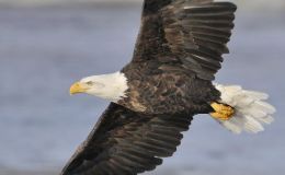 Lee’s Six Word Saturday – Mount Up With Wings Like&nbsp;Eagles
