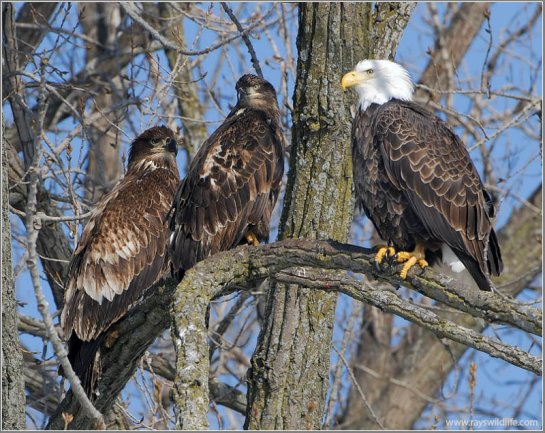 Bald Eagle (Haliaeetus leucocephalus) with youngsters by Raymond Barlow