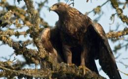 Golden Eagle ~ Bird-Brain Might Be a&nbsp;Compliment!