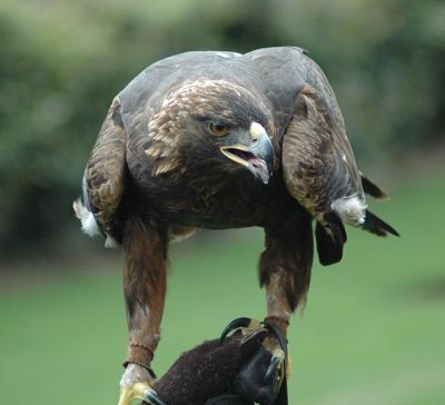 Golden Eagle (Aquila chrysaetos) ©WikiC
