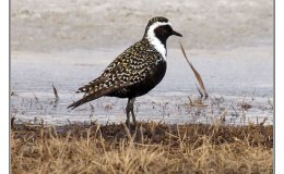 Pacific Golden Plover’s&nbsp;Teamwork