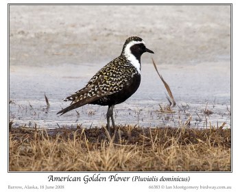 American Golden Plover (Pluvialis dominica) by Ian 1 American Golden Plover (Pluvialis dominica) by Ian 1