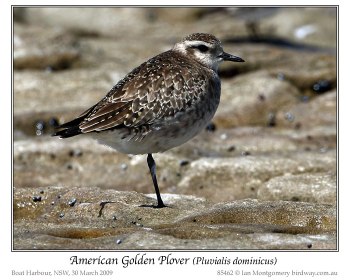 American Golden Plover (Pluvialis dominica) by Ian 2 American Golden Plover (Pluvialis dominica) by Ian 2