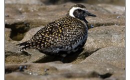 Interesting Things – Various&nbsp;Videos