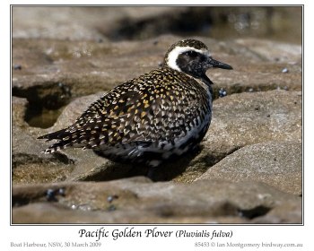 Pacific Golden Plover (Pluvialis fulva) by Ian 3 Pacific Golden Plover (Pluvialis fulva) by Ian 3