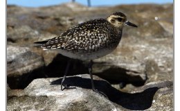 Pacific Golden Plover