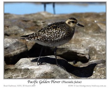 Pacific Golden Plover (Pluvialis fulva) by Ian 3 Pacific Golden Plover (Pluvialis fulva) by Ian 4