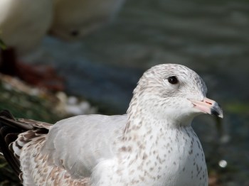 Ring-billed Gull (Larus delawarensis) at Lake Morton by Lee