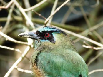Blue-crowned Motmot at Lowry Park Zoo by Lee 2013