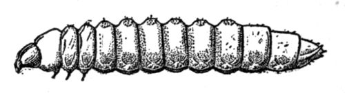 The Woodpeckers - Boring Lava