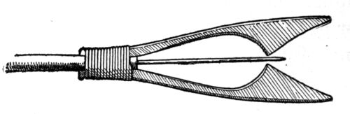 Woodpeckers - Indian Spear