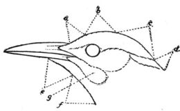 Woodpeckers – Appendix – Explanation of&nbsp;Terms