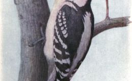 Friend Downy – The&nbsp;Woodpeckers