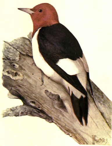 The Woodpeckers - Red-headed Woodpecker