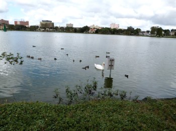 Various birds at Lake Morton by Lee