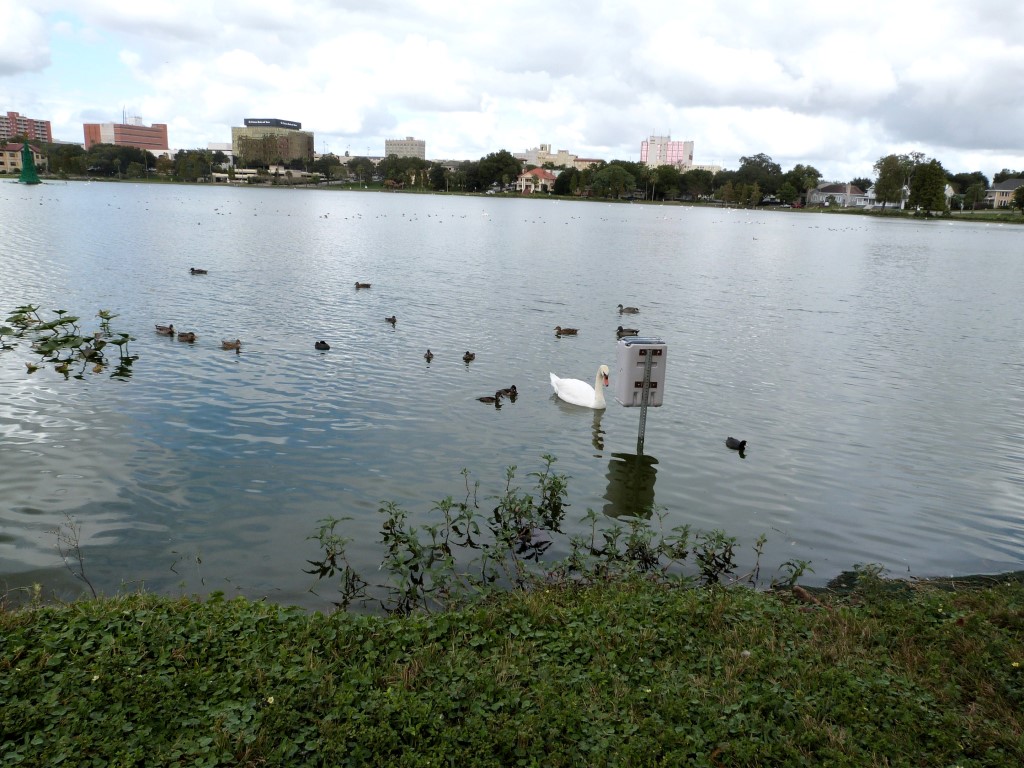 Various birds at Lake Morton by Lee