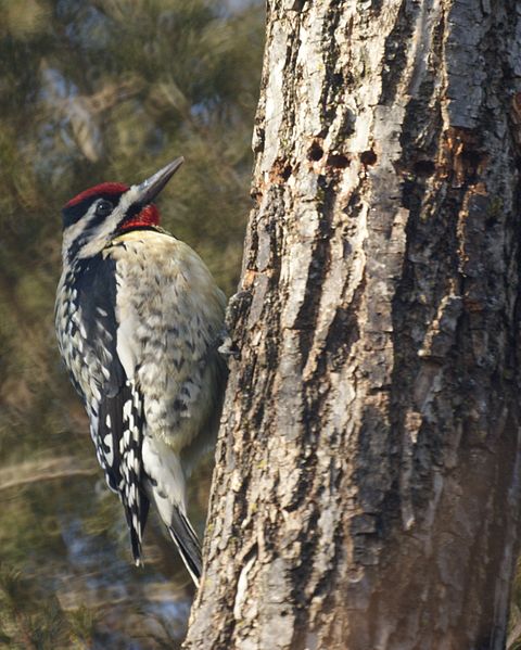 Yellow-bellied Sapsucker (Sphyrapicus varius) ©WikiC