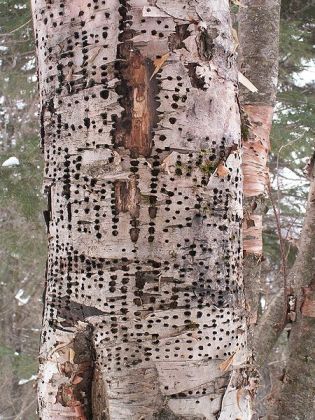 Yellow-bellied Sapsucker (Sphyrapicus varius) Holes in a dying Birch ©WikiC