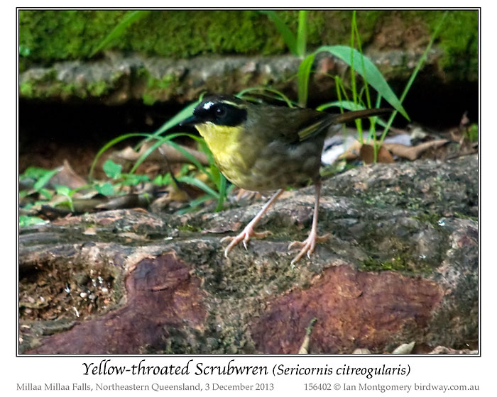 Yellow-throated Scrubwren (Neosericornis citreogularis) by Ian