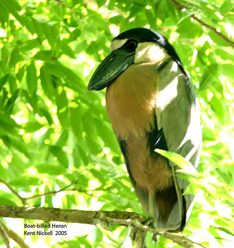 Boat-billed Heron (Cochlearius cochlearius) ©