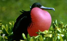 Avian And Attributes –&nbsp;Majestic