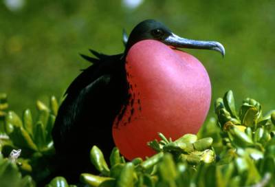 Magnificent Frigatebird (Fregata magnificens) ©USFWS