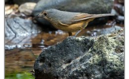 Ian’s Bird of the Week – Bower’s&nbsp;Shrike-thrush