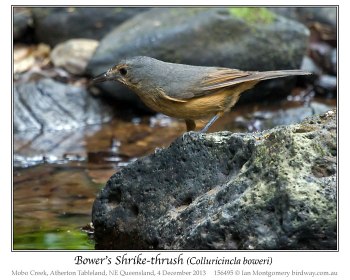 Bower's Shrikethrush (Colluricincla boweri) by Ian 1