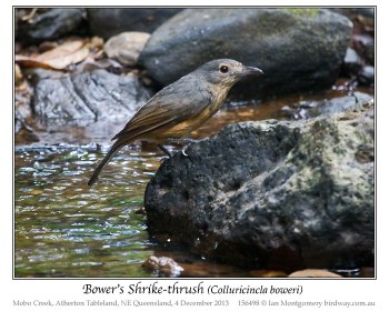Bower's Shrikethrush (Colluricincla boweri) by Ian 3