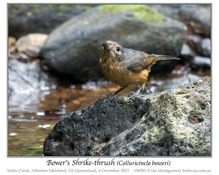 Bower's Shrikethrush (Colluricincla boweri) by Ian 4