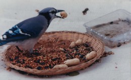 Lee’s Six Words – That Thou Givest Them They&nbsp;Gather