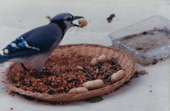 Blue Jay (Cyanocitta cristata) Collecting for Cache