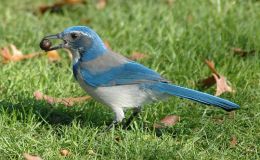 Sunday Inspiration – Jays and&nbsp;Cousins