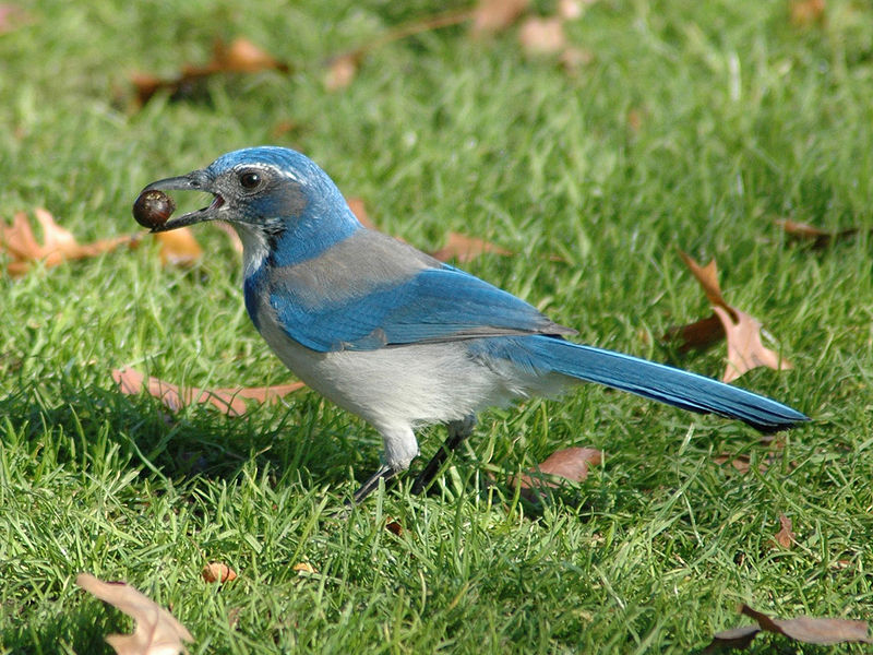 Western Scrub Jay (Aphelocoma californica) Holding an Acorn ©WikiC