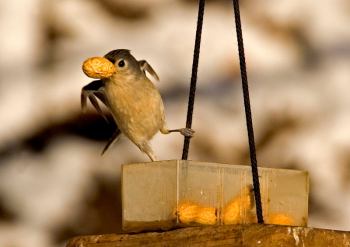Tufted Titmouse (Baeolophus bicolor) by Ray - They will store food for later use. 