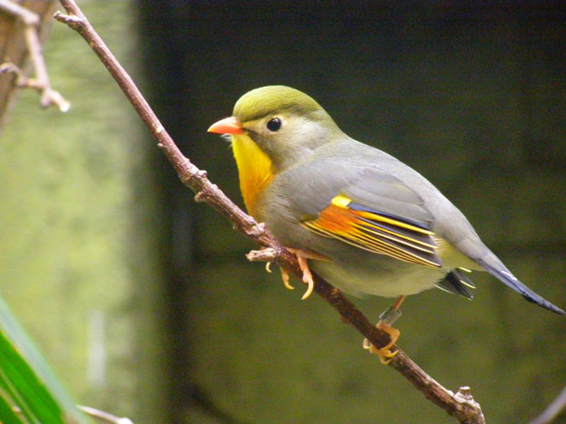 Red-billed Leiothrix (Leiothrix lutea) ©WikiC