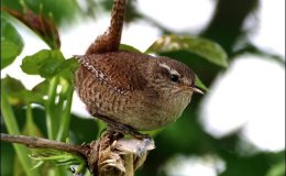 The Winter Wrens’ Dew-drop&nbsp;Baths