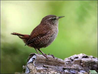 Winter Wren (Troglodytes troglodytes) by Ian