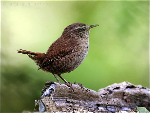 Winter Wren (Troglodytes troglodytes) by Ian