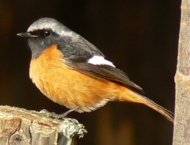 Daurian Redstart (Phoenicurus auroreus) ©WikiC