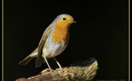 Early Bird by&nbsp;GeHof