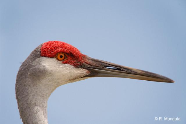Sandhill Crane (Grus canadensis) Face by Reinier Munguia