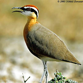 Indian Courser (Cursorius coromandelicus) by Nikhil Devasar