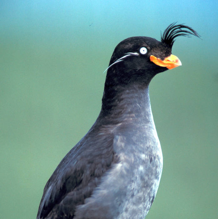Crested Auklet (Aethia cristatella) 2©USFWS