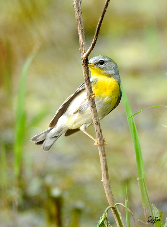 Nashville Warbler (Vermivora ruficapilla) by Quy Tran