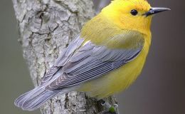 Introduction to Bible&nbsp;Birds