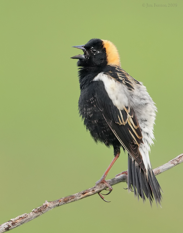 Bobolink (Dolichonyx oryzivorus) by J Fenton
