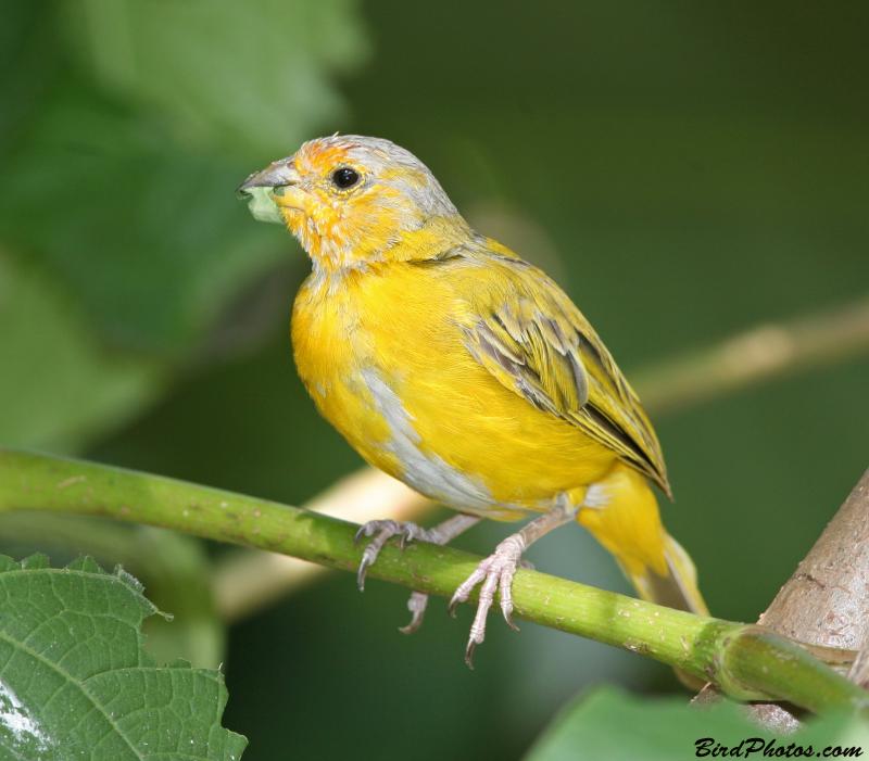 Saffron Finch (Sicalis flaveola) Immature Male ©BirdPhotos.com