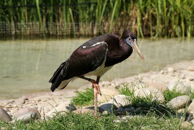 Abdim's Stork (Ciconia abdimii) ©©MichelleBartsch