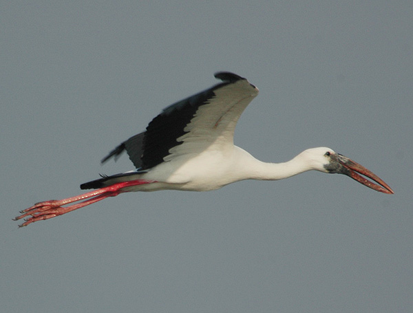Asian Openbill (Anastomus oscitans) by Nikhil Devasar